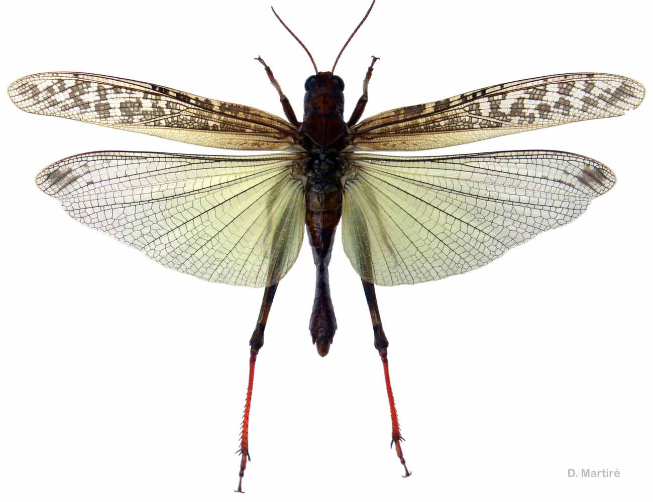 Collecting Butterflies And Locusts - Closeups Of Insect Images 